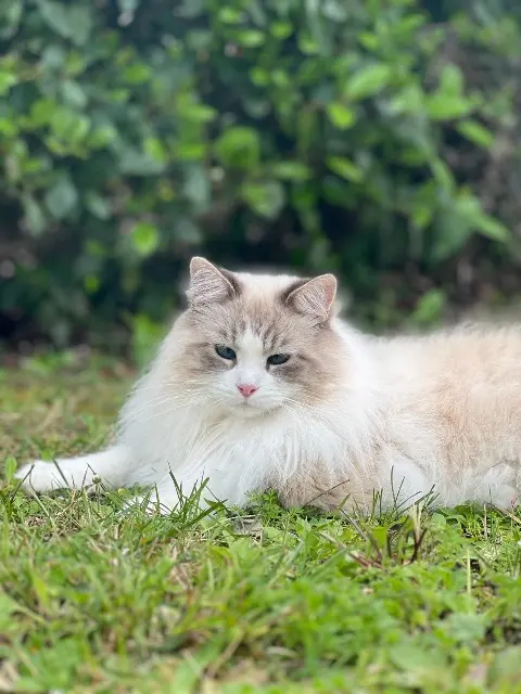 chatte reunited   06610 La Gaude Freyja