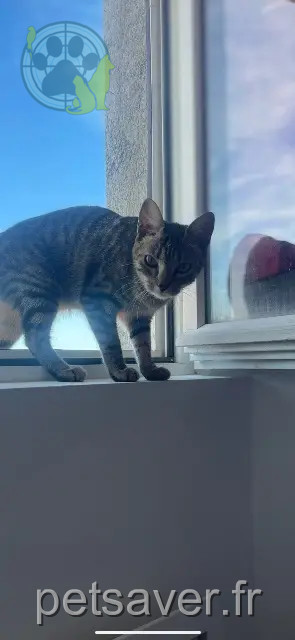 chatte reunited 06700 Saint-Laurent-du-Var Groot