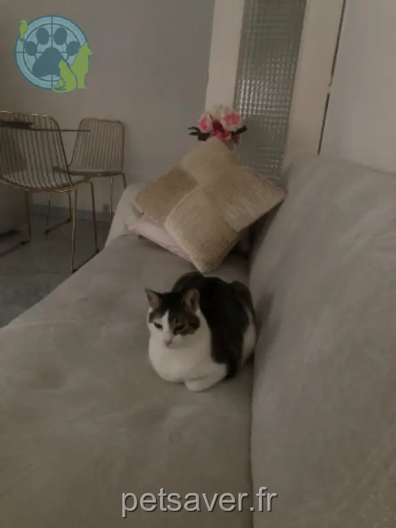 Chatte Perdue 06 Alpes-Maritimes - Hamaidi-diana Chatte Perdue 06 Alpes-Maritimes - Hamaidi-diana