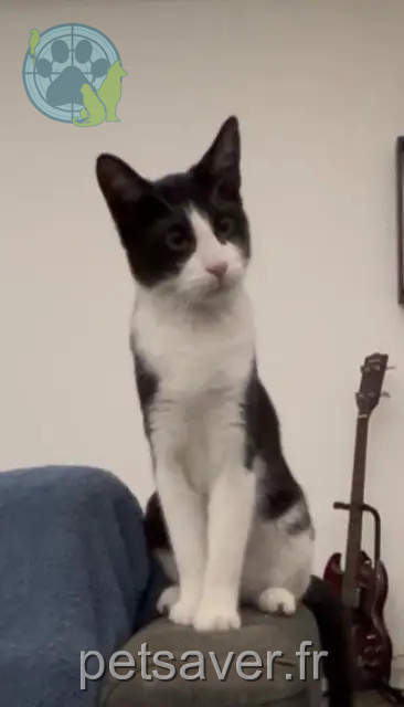 chatte reunited Grasse Kiara