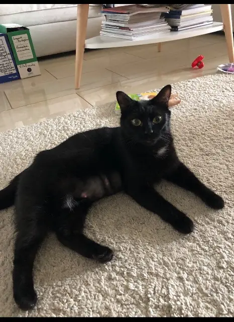 chatte reunited   06230 Villefranche-sur-Mer Lola