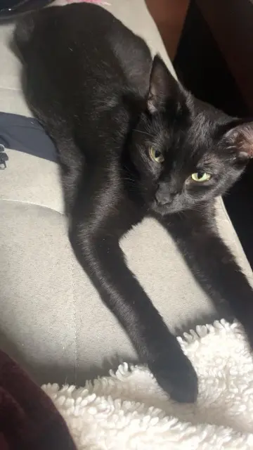 chatte reunited   06700 Saint-Laurent-du-Var MIMI