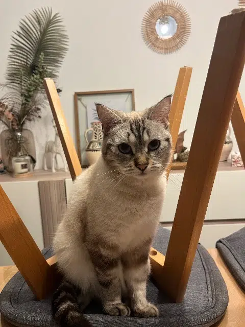 chatte reunited    Antibes Nala