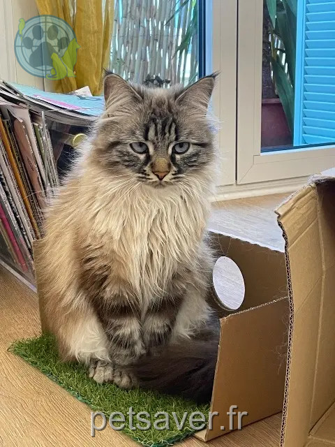 chatte reunited Nice Bijou