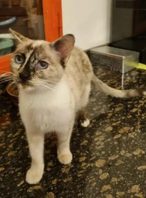 chatte reunited    Nice Brindille