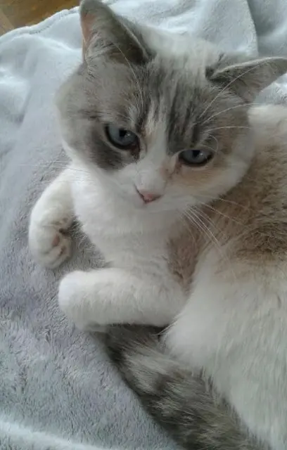 chatte reunited    Nice Chipette