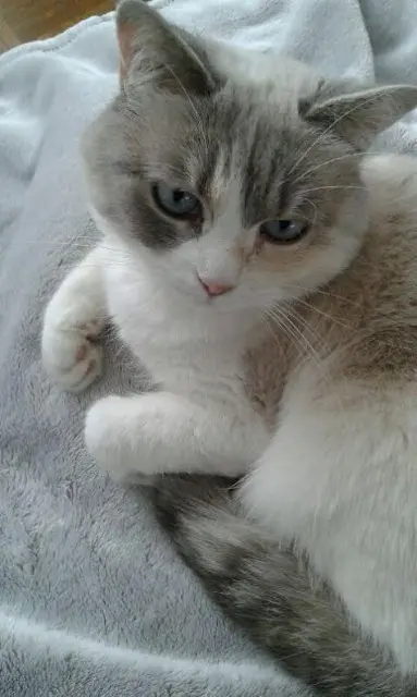 chatte reunited    Nice Chipette