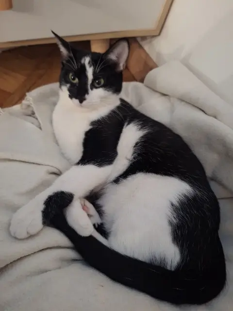 chatte reunited    Nice Clochette
