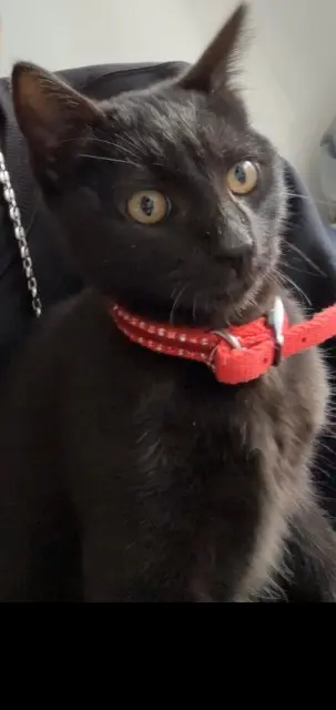 chatte reunited    Nice Kawa