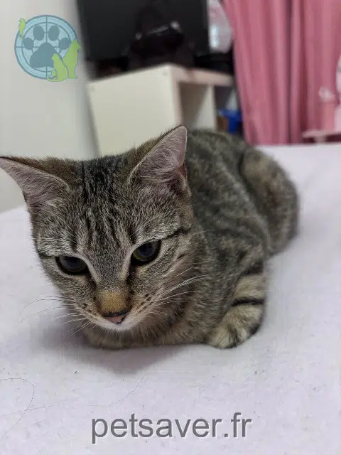 chatte reunited    Nice Kitty