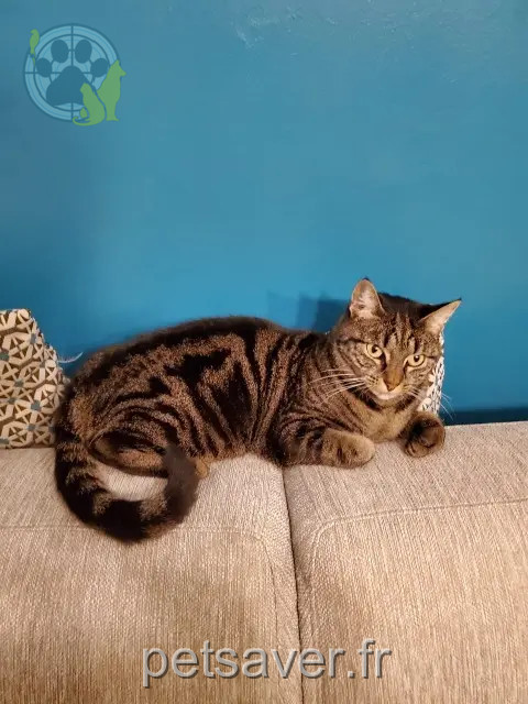 cat reunited    Nice Kiwi