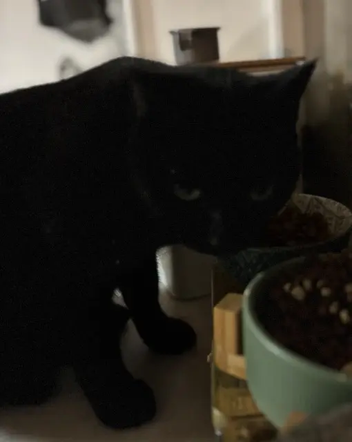 chatte reunited    Nice Moon