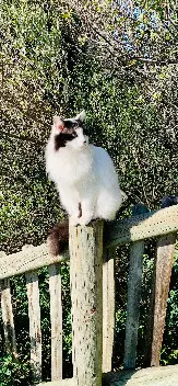 Chatte Perdue 06 Alpes-Maritimes Nice - Muffin Chatte Perdue 06 Alpes-Maritimes Nice - Muffin