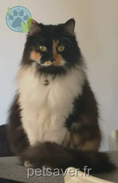 chatte reunited Nice Noisette