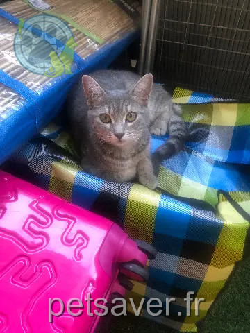Chatte Perdue 06 Alpes-Maritimes Nice - Princesse Chatte Perdue 06 Alpes-Maritimes Nice - Princesse