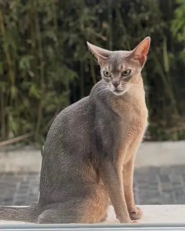 chatte reunited    Nice Slash