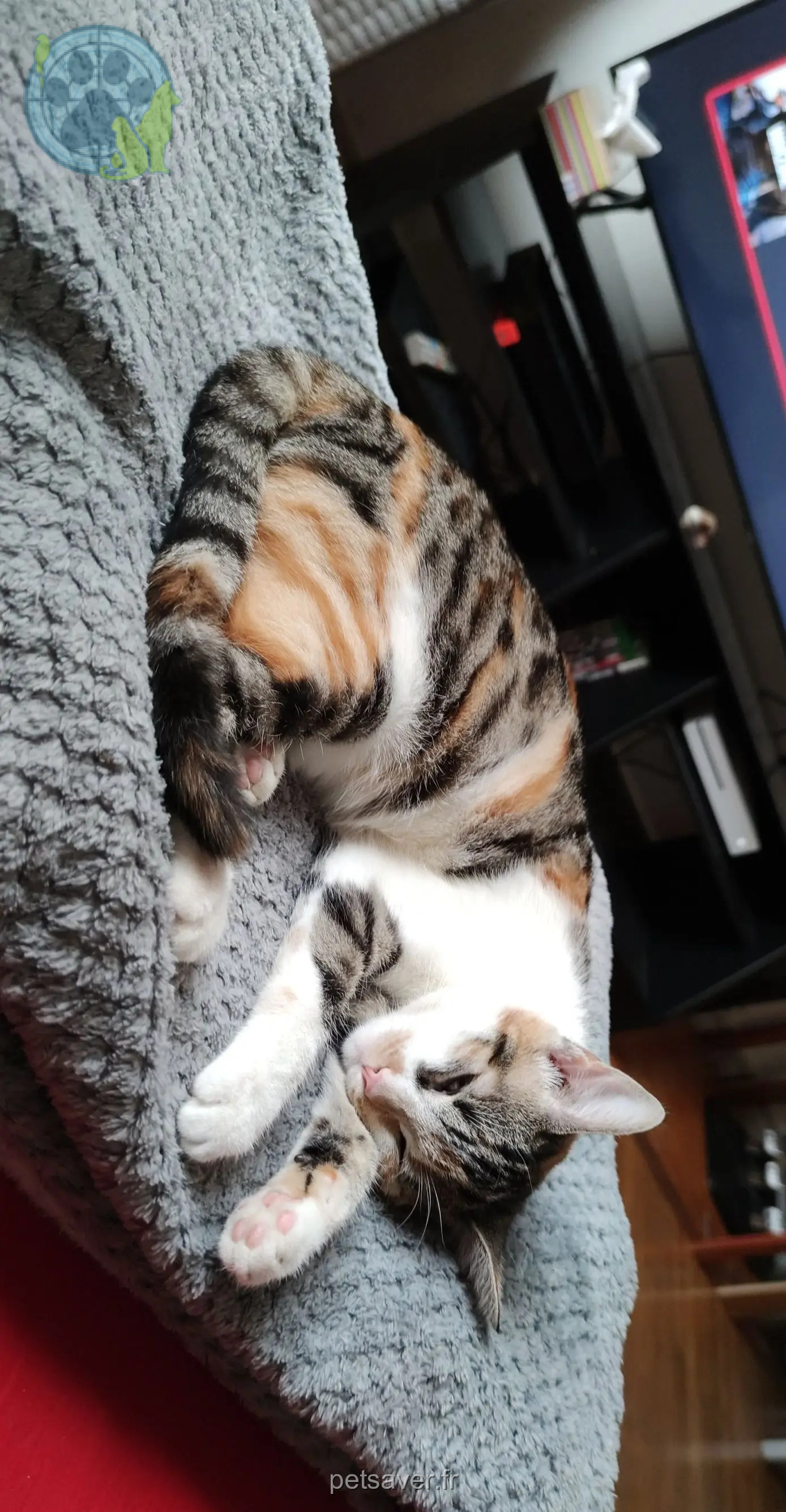 chatte reunited 06530 Peymeinade Olianna