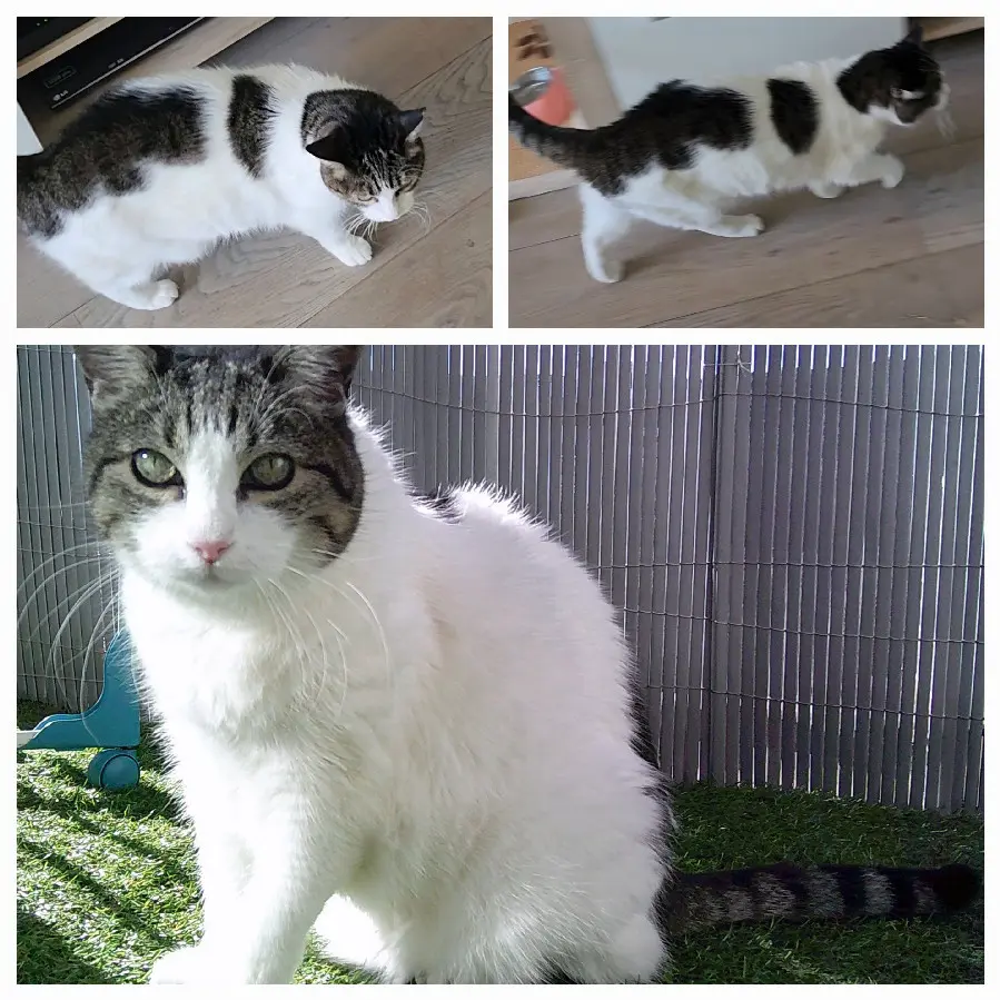chatte retrouvée 06270 Villeneuve-Loubet Rose chatte reunited 06270 Villeneuve-Loubet Rose