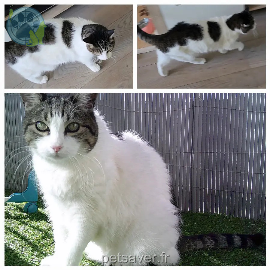 gata reunida 06270 Villeneuve-Loubet Rose gata reunited 06270 Villeneuve-Loubet Rose