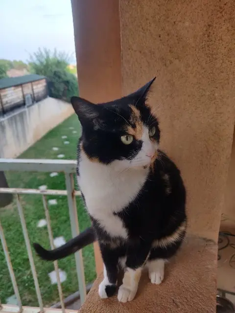 chatte reunited    Antibes Roy