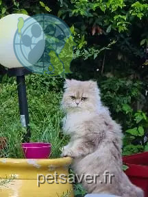 Chatte Perdue 06 Alpes-Maritimes - Thelma-lolita Chatte Perdue 06 Alpes-Maritimes - Thelma-lolita