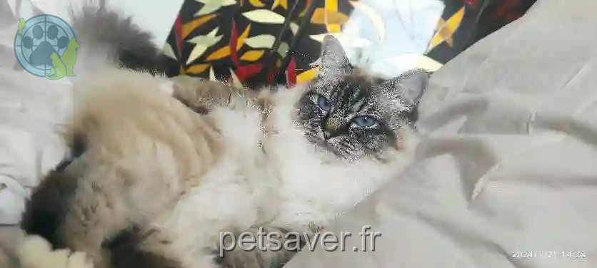 Chatte Trouvée 06 Alpes-Maritimes - Théa Chatte Trouvée 06 Alpes-Maritimes - Théa