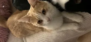 chatte reunited   06510 Gattières Willow