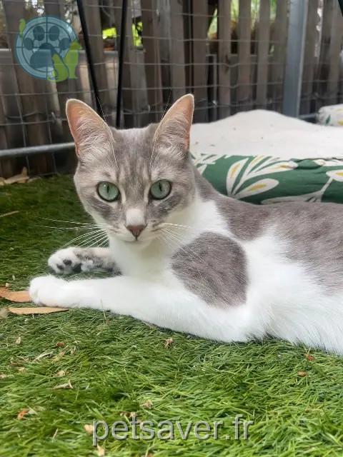 chatte reunited 06250 Mougins Wizz