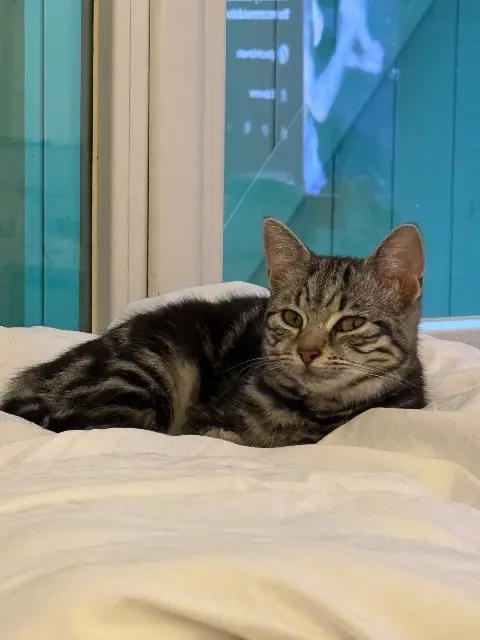 chatte reunited   06210 Mandelieu-la-Napoule Yumi