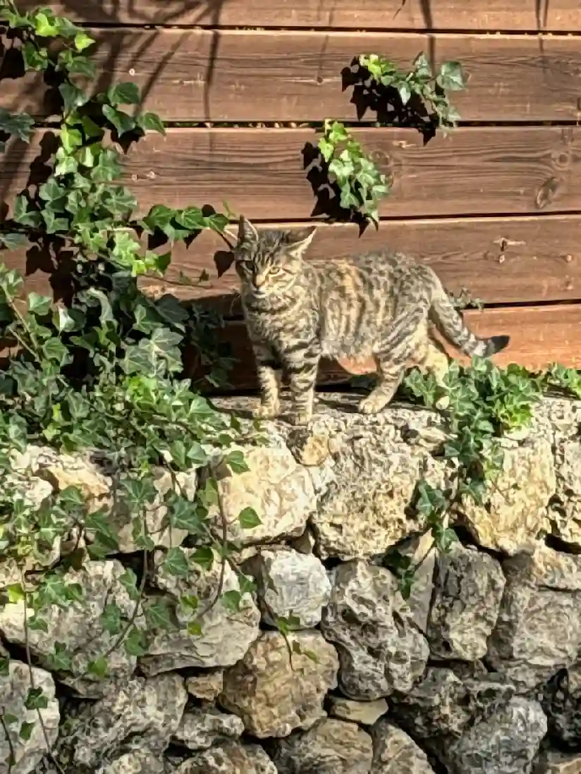 Chatte Perdue 06 Maritime Alps - Zaya Chatte Perdue 06 Maritime Alps - Zaya