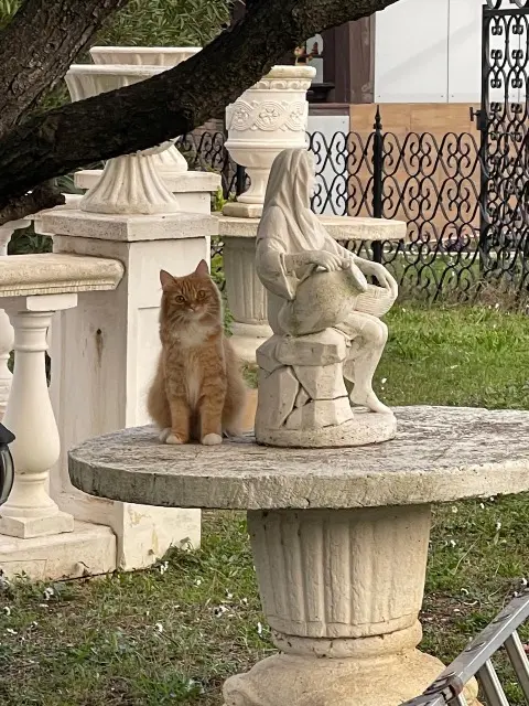 chatte reunited   06560 Вальбонн Loja