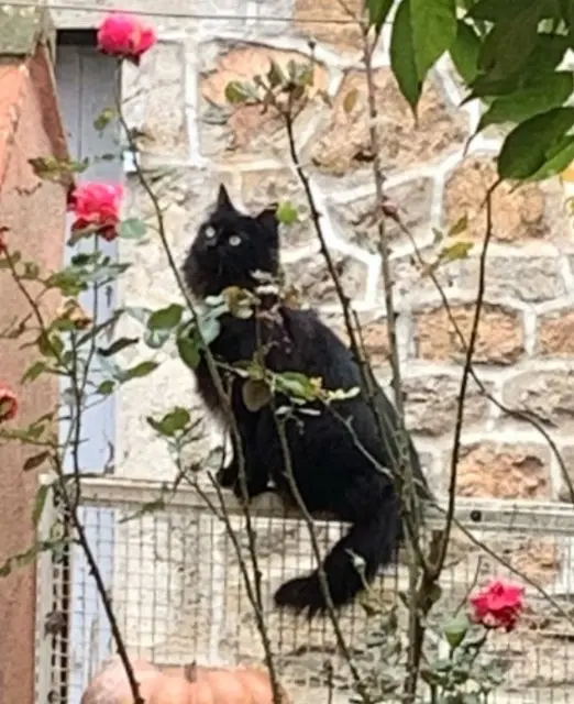 chatte reunited   07160 Belsentes Soukie Le Tertre