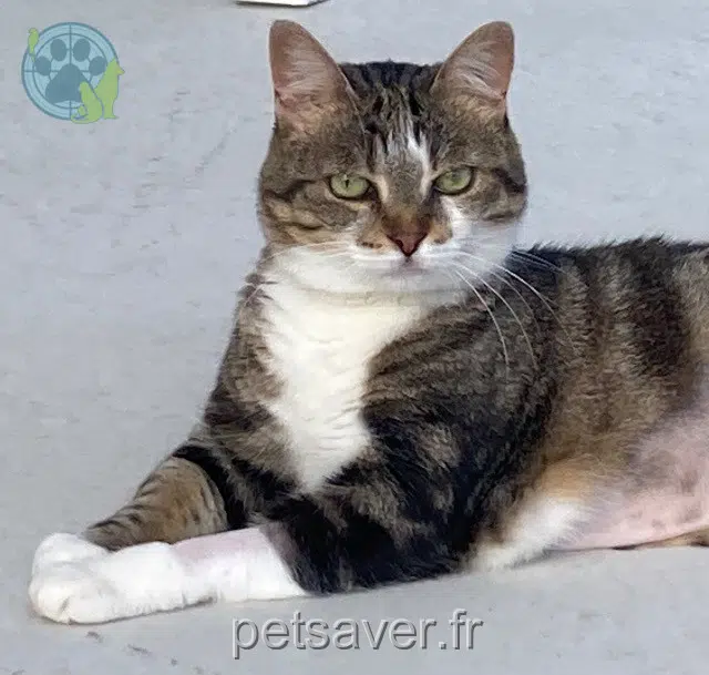 chatte reunited 07790 Saint-Alban-d'Ay Evoli