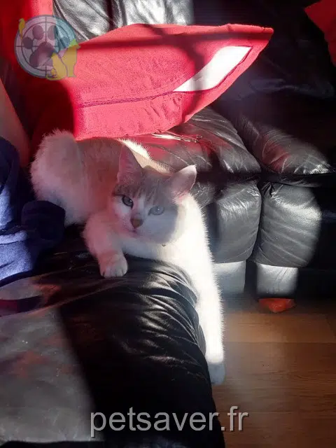 chatte reunited 07130 Saint-Romain-de-Lerps Freya