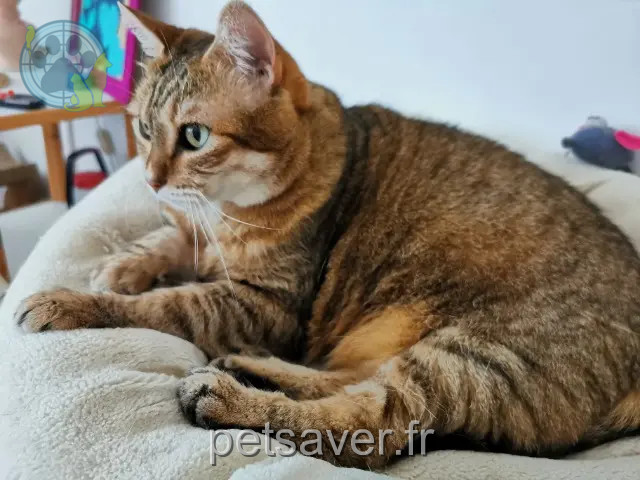 chatte reunited 07700 Saint-Martin-d'Ardèche Glory