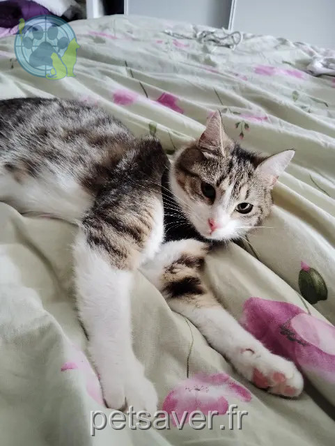 chatte reunited 07300 Tournon-sur-Rhône Grigniette