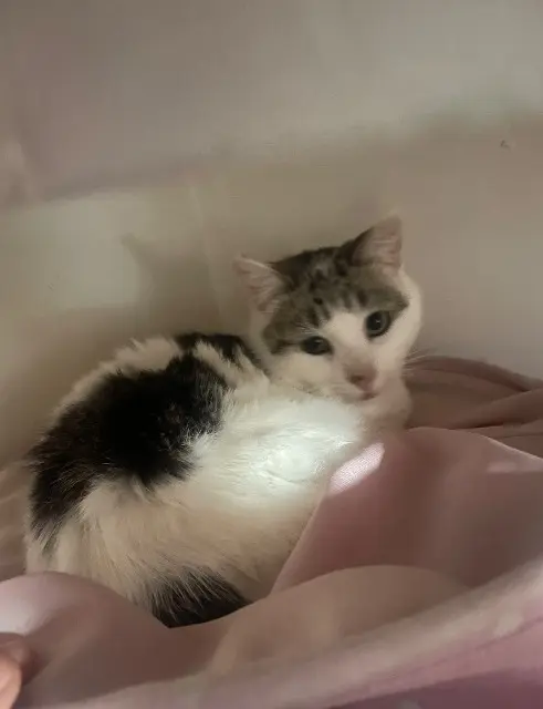 chatte reunited    Rompon Mimi