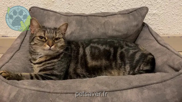 chatte reunited 07100 Annonay Ruby