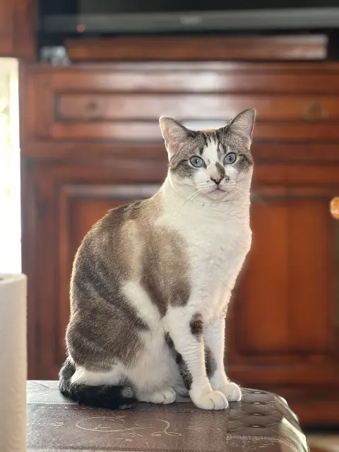 chatte reunited   07300 Mauves Vanille