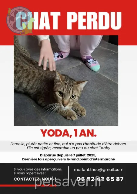 Katze reunited 07000 Privas Yoda