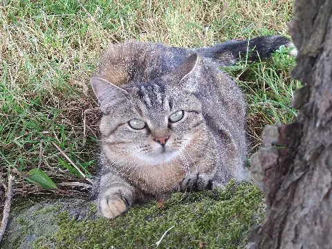Chatte Perdue 08 Ardennes - Nala Chatte Perdue 08 Ardennes - Nala