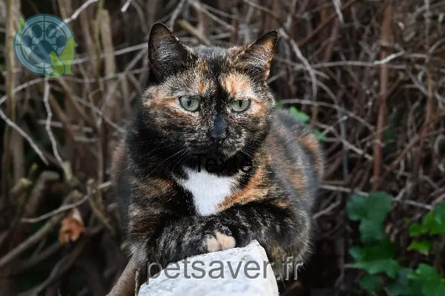 chatte reunited 08000 Charleville-Mézières Pandora