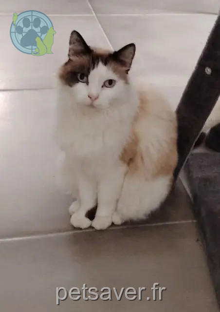 chatte reunited 09600 Aigues-Vives Caline
