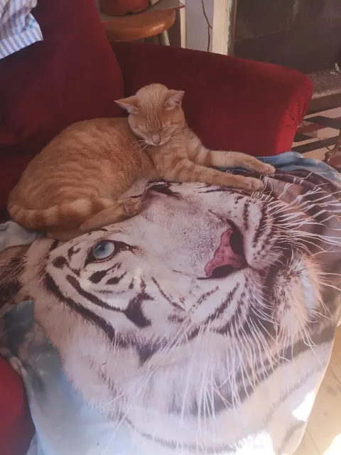 chatte reunited   09200 Moulis Lumo