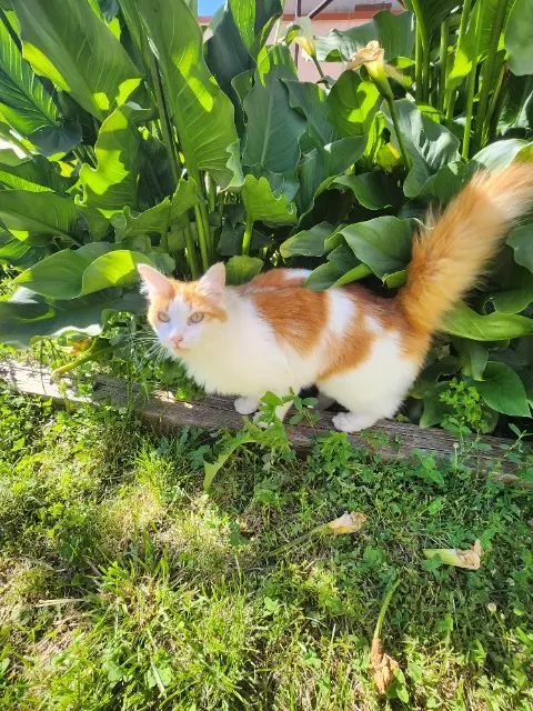 chatte reunited   09000 Foix Skitty