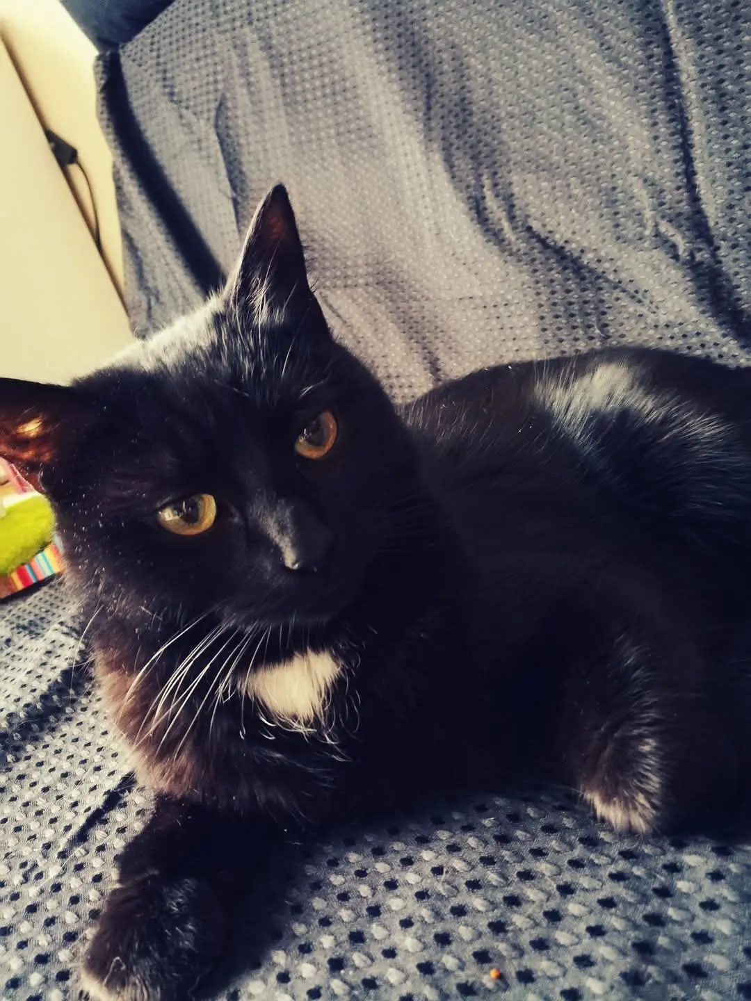Chatte Perdue 10 Aube - Bastet Chatte Perdue 10 Aube - Bastet