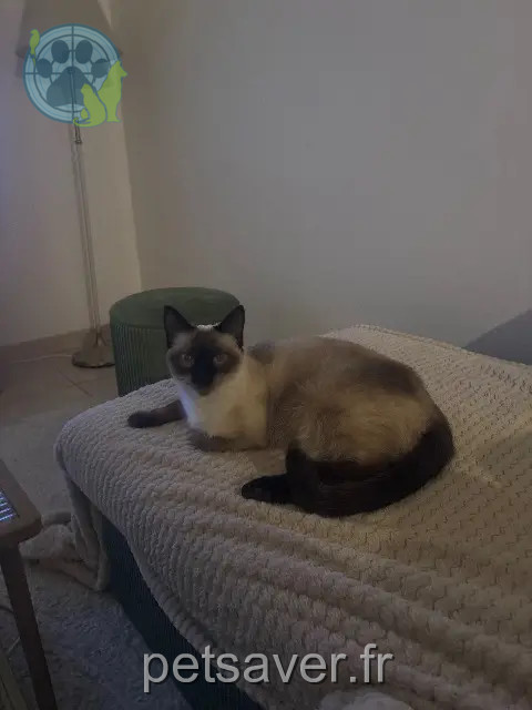 chatte reunited   10600 Payns Blue