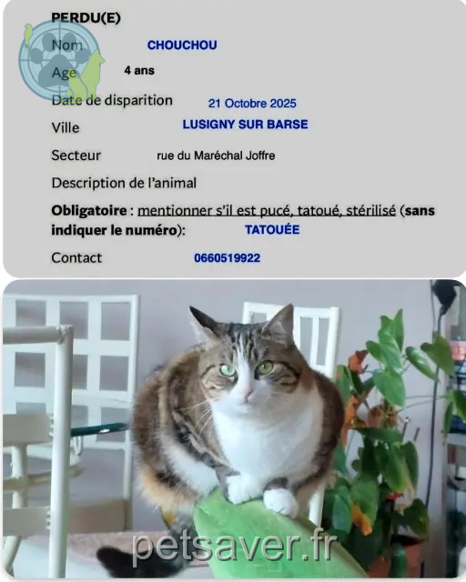 chatte reunited 10270 Lusigny-sur-Barse Chouchou