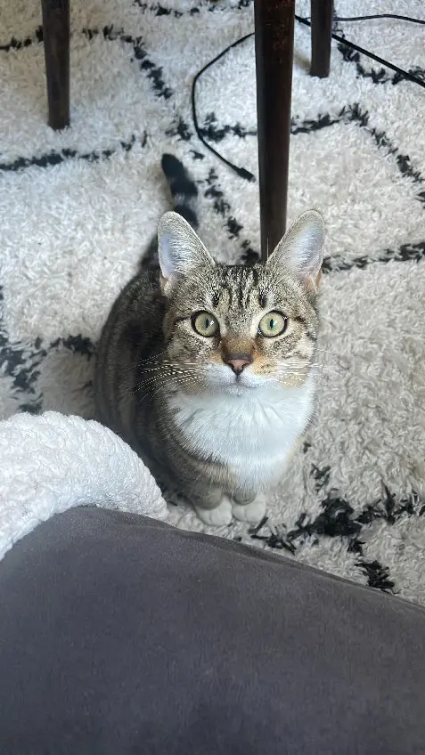 Chatte Perdue 10 Aube - Grana Chatte Perdue 10 Aube - Grana