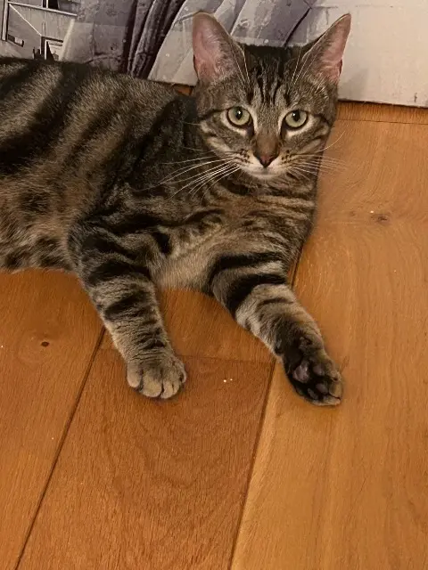 chatte reunited   10000 Troyes Iris